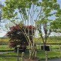Heptacodium miconioides - Foto 5