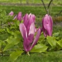 Magnolia 'Susan' - 2
