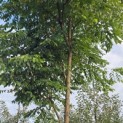 Gymnocladus dioica - 4