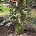 Fagus sylvatica 'Atropunicea' - Foto 5
