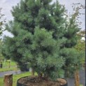 Pinus sylvestris 'Watereri' - 2