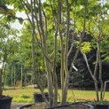 Parrotia persica - 6