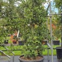 Quercus ilex - 1