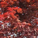 Acer palmatum 'Bloodgood' - Foto 1