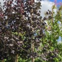 Acer platanoides 'Royal Red' - Foto 1