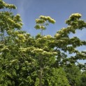 Cornus kousa 'Venus' - 5