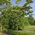 Cornus kousa 'Venus' - 4