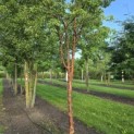 Acer griseum - 1