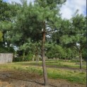 Pinus sylvestris - Foto 7
