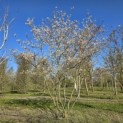 Amelanchier lamarckii - Foto 1