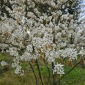 Amelanchier lamarckii - 3