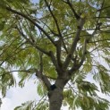 Albizia Julibrissin - Foto 4