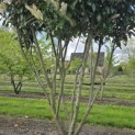 Prunus laurocerasus 'Caucasica' - Foto 7