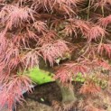 Acer palmatum 'Dragon's fire' - 5