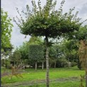 Carpinus betulus - Foto 1