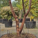 Acer griseum - 3