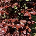 Fagus sylvatica 'Atropunicea' - mei 2024
