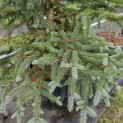 Picea pungens 'Glauca' - Foto 3