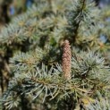 Cedrus libani 'Glauca' - 1
