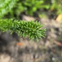 Abies Fraseri - 5