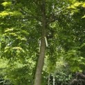 Acer palmatum - Foto 3