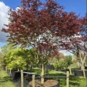 Acer palmatum 'Trompenburg' - 4