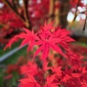 Acer palmatum 'Fireglow' - Foto 4