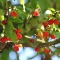 Cornus mas, gele kornoelje bes