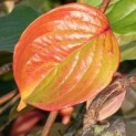 Cornus mas
