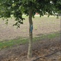 Carpinus betulus - 3