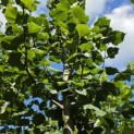 Tilia x europaea 'Pallida' - Foto 2