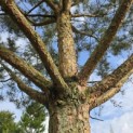 Pinus sylvestris - 4