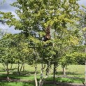 Carpinus Betulus - 1