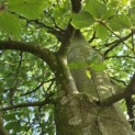 Fagus sylvatica - 2