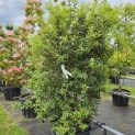 Osmanthus x Burkwoodii - juni 2026