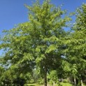Quercus Palustris - 8
