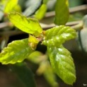Quercus Suber - Afbeelding jong blad