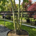 Tilia x europaea 'Pallida' - Foto 3
