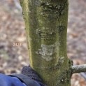 Carpinus betulus - 1