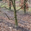 Carpinus betulus - 2