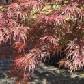 Acer palmatum 'Garnet' - 4