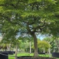 Acer palmatum 'Dissectum' - Foto 3
