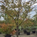 Parrotia persica - Foto 1