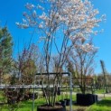 Amelanchier lamarckii - Afbeelding 2