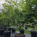 Acer palmatum 'Osakazuki - Foto 2