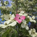Cornus 'Norman Hadden' - 5