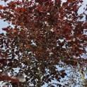 Fagus sylvatica 'Riversii' - Foto 2