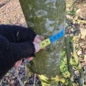 Carpinus betulus - 6