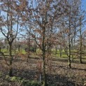 Carpinus betulus - 5