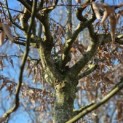 Carpinus betulus - 7